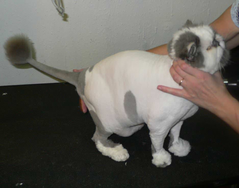 Как подстричь кошку без наркоза